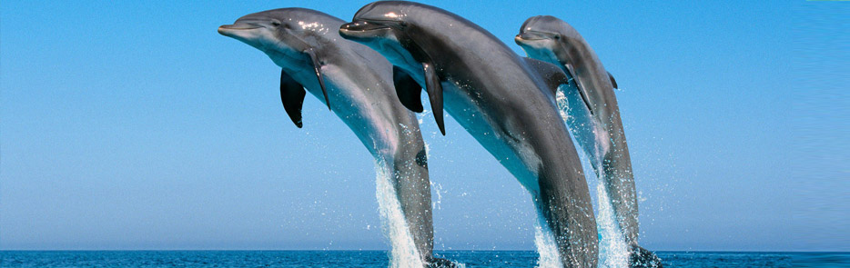 enjoy dolphins show