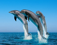 Lo spettacolo dei delfini