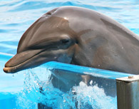 Pływanie Z Delfinami
